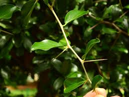 Image result for Dovyalis afra