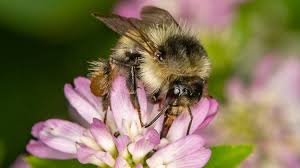 Learn what it means to be a premier florist, and how you can become one. Wildflower Meadows Help Endangered Bee To Make A Comeback On Somerset National Trust Estate West Country Itv News
