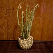 Image result for Senecio hochstetteri