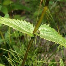 Image result for Rhinacanthus xerophilus