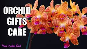 mother s day orchid gifts what to do