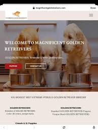 Of course, the right puppy for your needs and personality is going to be important as well. Beware Of Scammers This Is An Example Golden Retriever Club Of Nsw Inc Facebook