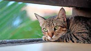 Be/lu 1,30 € it 1,60 €; Weltkatzentag 2020 Lustige Katzenvideos Bilder Und Gifs Zum Internationalen Tag Der Katze