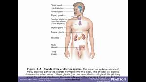Endocrine Drugs Youtube