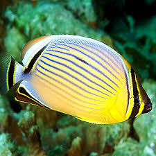 Image result for Ranalisma