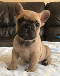 Maybe you would like to learn more about one of these? Kate French Bulldog Only 5 Weeks Old French Bulldog Puppies Bulldog Puppies French Bulldog Breeders