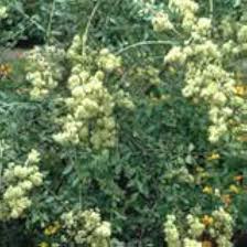 Image result for Lawsonia inermis