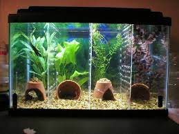 Here is my step by step setup with my favorite tank dividers ever. How To Make A Divided Tank For Betta Fish Fish Tank Decorations Betta Aquarium Diy Fish Tank