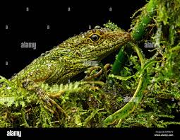 Image result for Anolis gemmosus