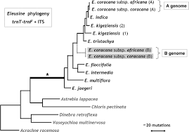 Image result for Eleusine kigeziensis