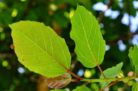 Image result for Ficus sur