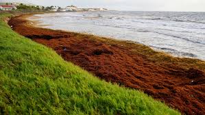 Image result for Globia algae