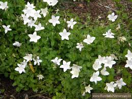 Image result for Wahlenbergia ramosissima