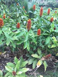 Check spelling or type a new query. Gingers Great For Fragrance And Color West Hawaii Today