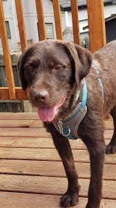 Adpr provides food, vet care and supplies and you provide the loving and safe environment for a dog or puppy until adopted. Alaska Dog And Puppy Rescue Home Facebook
