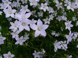 Image result for Wahlenbergia wittei