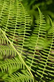 Image result for Dryopteridaceae