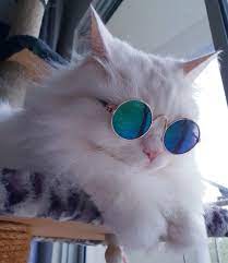 Pin By Sindi Septia On Animals Cool Pets Cute Cats Pet Sunglasses