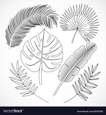 Check spelling or type a new query. Tropical Palm Leaf Outline Novocom Top