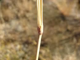 Image result for Anthephora pubescens