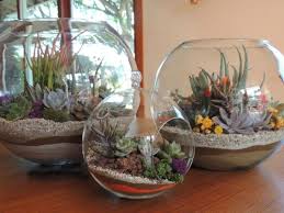 How To Care For A Succulent Terrarium World Of Succulents Succulent Terrarium Succulent Arrangements Glass Succulents In Glass