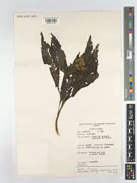 Image result for Bothriocline nyungwensis