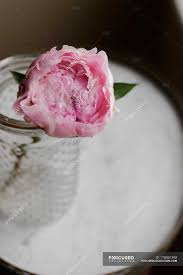 Cut back at the end of the growing season, leaving 4 to 6 inches of stem. Close Up Of Fresh Cut Pink Peony Flower In Jar Blooming Close Up Stock Photo 178861398