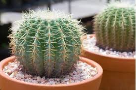 La terre de rempotage sera la même que celle de culture. Coussin De Belle Mere Cactus Oursin 65 Graines Echinokaktus Grusonii Garden Seeds Market Livraison Gratuite