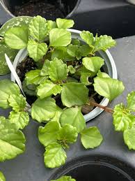 Image result for Plectranthus verticillatus
