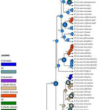 Image result for Lycium pilifolium