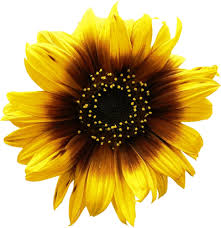 Free Free 109 Clipart Sunflower Png Transparent SVG PNG EPS DXF File