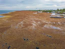 New Study: Sargassum Blob Approaching Florida'S Seems To Be Shrinking | Key  Biscayne | Islandernews.Com