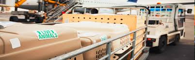 Maybe you would like to learn more about one of these? Pet Transport Cargo Heros