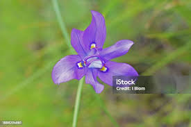 Image result for Moraea natalensis
