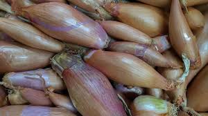 Shallot bulbs are relatively easy to care for and don't require too much labor throughout the growing. How To Grow Shallots Dengarden