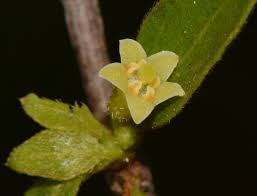 Image result for Bullockia setiflora