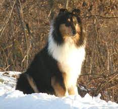 Pin On Dogs That Make My Heart Sing