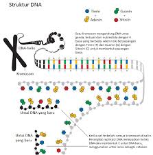 Sel tumbuhan di tinjau dari bagian bagiannya. Gambar Struktur Dna Yang Memiliki 6 Nukleotida
