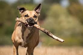 Un ejemplar adulto es un perro hermoso, bien plantado y atlético, capaz de recorrer grandes distancias con una velocidad adecuada. Hoy Se Conmemora El Dia Del Perro Sin Raza Para Concientizar La Importancia De Refugiar Asistir Y Adoptar Misionesonline