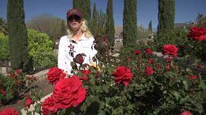 Watch the beauty of the roses in full bloom in april, 2021. El Paso Municipal Rose Garden Blossoms Into Spring