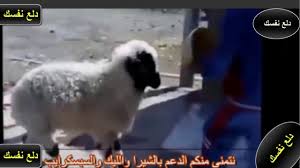 اقوى مقاطع مضحكة جدا لخروف العيد Funny Sheep Youtube