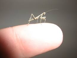 They like to be handled, are pretty, and are super easy to care for. Feeding Baby Praying Mantis Newly Hatched Praying Mantis Cool Insects Praying Mantis Life Cycle