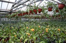 Bei ein paar sind mir die namen spontan nicht. Neue Orchideen Im Onlineshop Des Orchideengarten Karge Orchideenfans Blog