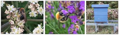 Maybe you would like to learn more about one of these? Environment How Bees Use Hedges Teagasc Agriculture And Food Development Authority