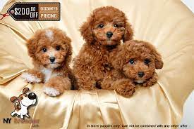 Ny Breeder Nybreeder - Profile Pinterest