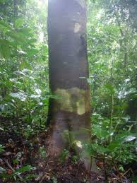 Image result for Isoberlinia doka