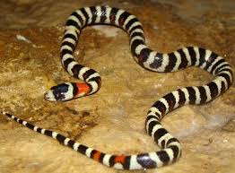 Sonoran Mountain Kingsnake Lampropeltis Pyromelana Rarely Seen Photo By Kerby Ross Beautiful Snakes Fishing Tools Snake Venom
