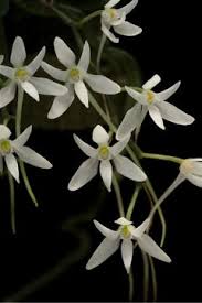 Image result for Mystacidium venosum