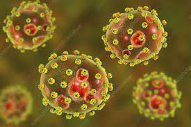 By the 1960s, several similar viruses had been discovered and they were classified into the new family arenaviridae. Arenaviridae Keyword Search Science Photo Library