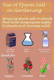 They also help plants produce more chlorophyll, so plants are bushier, greener and have improved blooms. Use Of Epsom Salt In Gardening Tomatoes Pepper Rose Epsom Salt Garden Garden Spray Plants